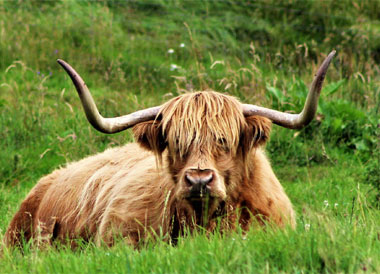 Highland Cow