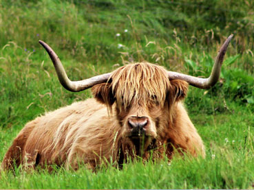 Wonderful Wildlife
