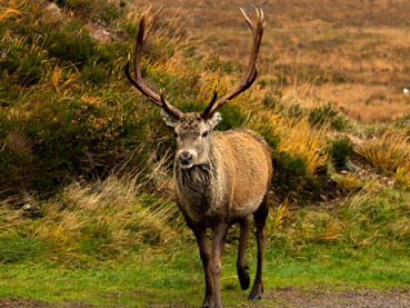 Wildlife