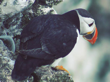 Wonderful Wildlife