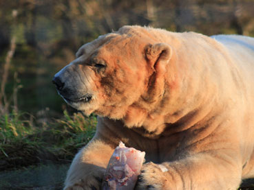 Wonderful Wildlife